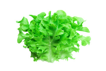 Fresh organic  young  leaves green oak lettuce  vegetable  eat for diet good healthy nutrition organic isolated on white background Textures close-up and soft focus