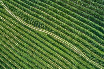 Plantation of fruit trees. Top down aerial view. Winding road through the plantations.