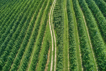 Plantation of fruit trees. Top down aerial view. Winding road through the plantations.