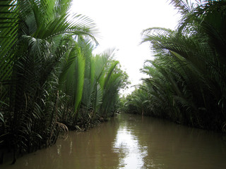  palm trees on the river