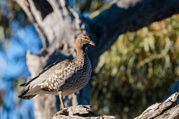Australian Wood Duck in a tree