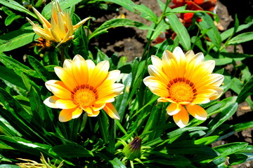 Nice flowers in the garden in midsummer, in a sunny day. Green landscape. 