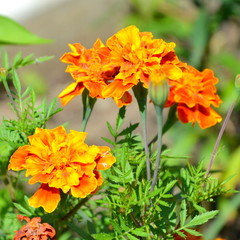 Nice flowers in the garden in midsummer, in a sunny day. Green landscape. 