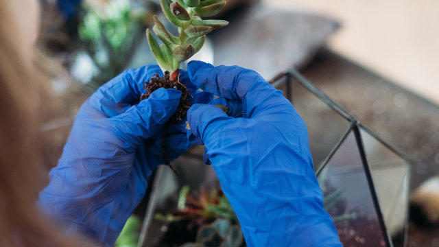 DIY florarium. Home gardening courses. Hands in gloves holding succulents to plant in glass vase.