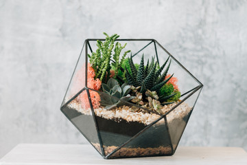 DIY florarium. Natural interior decor. Succulents and moss arrangement in glass geometric vase. Copy space.