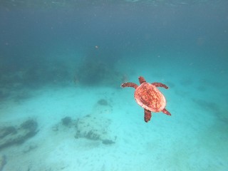 Swiming turtle