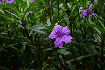 Closeup single pandanus flower blooming in garden