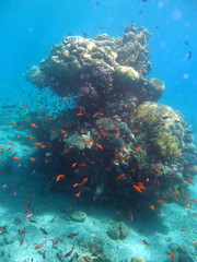 Fototapeta na wymiar faune mer rouge