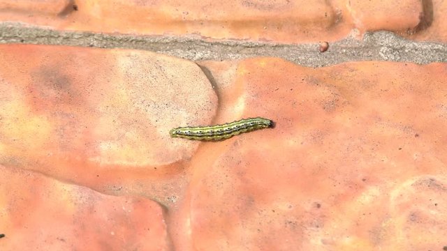 Insect caterpillar crawling along the road A close up of a furry caterpillar crawling along a path