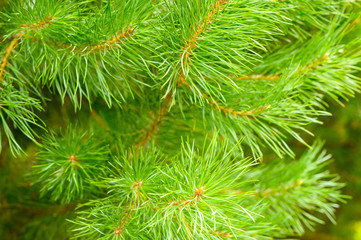 Pine branch in the forest