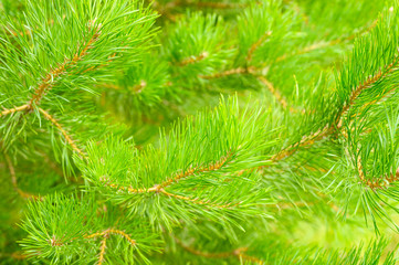 Pine branch in the forest