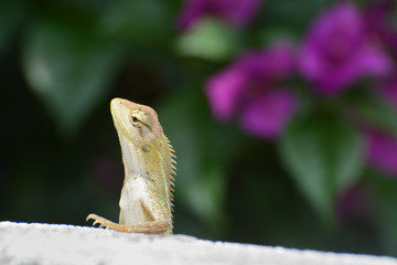 Oriental garden lizard, or changeable lizard, known scientifically as Calotes versicolor