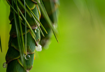 Young pine cones, with drops of resin on the surface. Macro photography