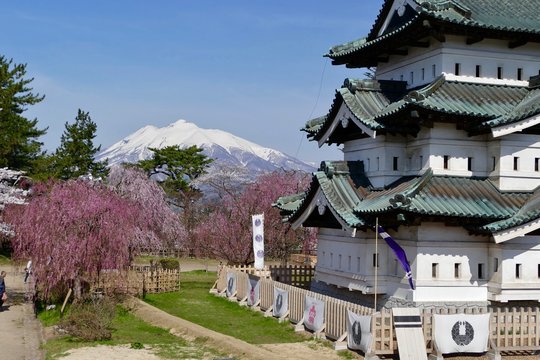《弘前公園の桜》青森県弘前市