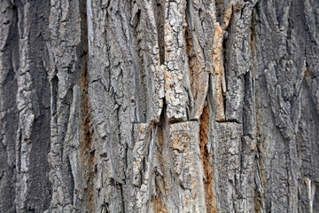 Canada Yang bark