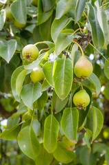 Little fresh green pears on the tree