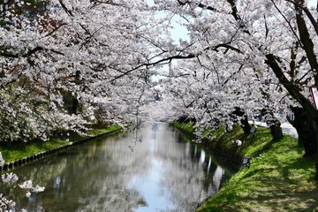 《弘前公園の桜》青森県弘前市