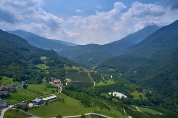 Plantation of fruit trees. Top down aerial view. Winding road through the plantations.