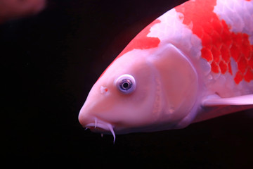 beautiful Koi fish in an aquarium shop