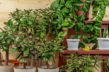 Collection of houseplants on rustic background
