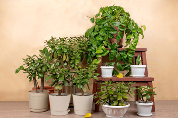 Collection of houseplants on rustic background