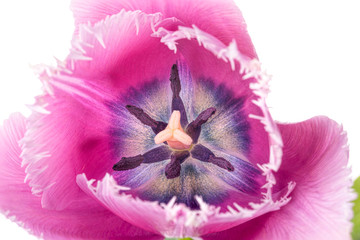 Macro of a pink fringed tulip, tulipa crispa, on white background