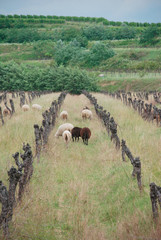 Naklejka na ściany i meble Sheep amongst grape vines which have been left to die in a field in Friuli, north east Italy