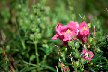 antirrhinum graniticum