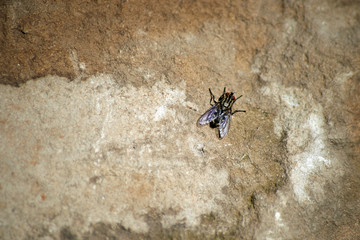  Fly on stone