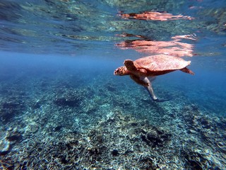 Snorkelling with a turtle © Sandra