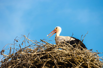 white storks on the nest, Ciconia ciconia