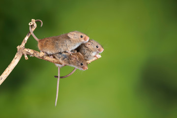 ADorable and Cute harvest mice micromys minutus on wooden stick with neutral green background in...