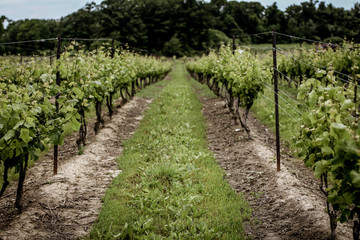 Fototapeta na wymiar A vineyard in Niagara-on-the-lake in summer