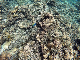 Beautiful snorkelling shots at the Seychelles