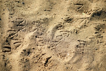 footprints in sand
