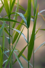 bamboo or reed or cane leaves background, cool weather near river or pond