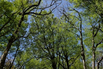 《十二湖の四季》青森県深浦町