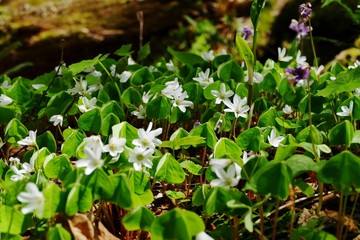 《十二湖の四季》青森県深浦町