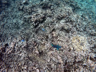 Beautiful snorkelling shots at the Seychelles