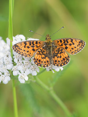 Boloria selene, known as the small pearl-bordered fritillary or silver-bordered fritillary