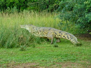 crocodiles under a bush in the grass