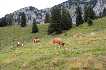 Benediktenwand und Umgebung
