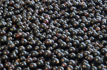 Lots of black currants