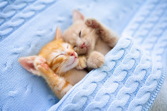 Baby cat. Ginger kitten sleeping under blanket