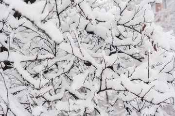 trees covered with snow in winter
