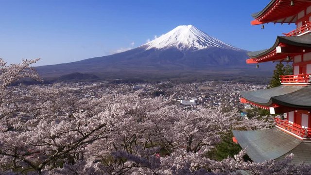 Panning shot of Mt. Fuji with Chureito Pagoda in Spring, Fujiyoshida, Japan