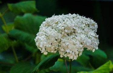 Inflorescence of the white flowers of hydrangea in garden.