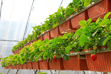 Stereo planting Strawberry