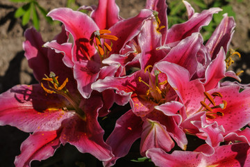 Blossoming red lilies with a garden in the village.
