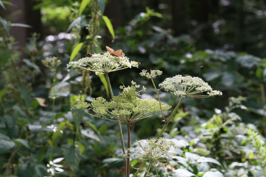 White flowering plant, Caraway or meridian fennel